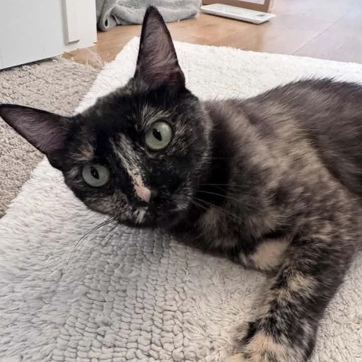 A young medium-sized female Tortoiseshell Domestic Short Hair cat named Cleo Conover for adoption in Eagle Mountain, UT