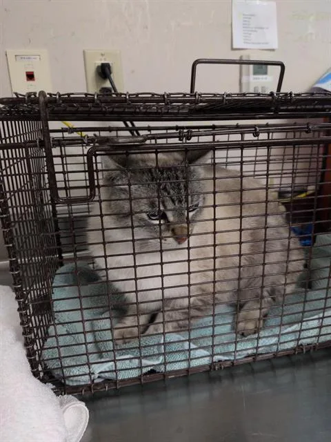 An adult small-sized female Siamese cat named Elsa for adoption in Sacramento, CA