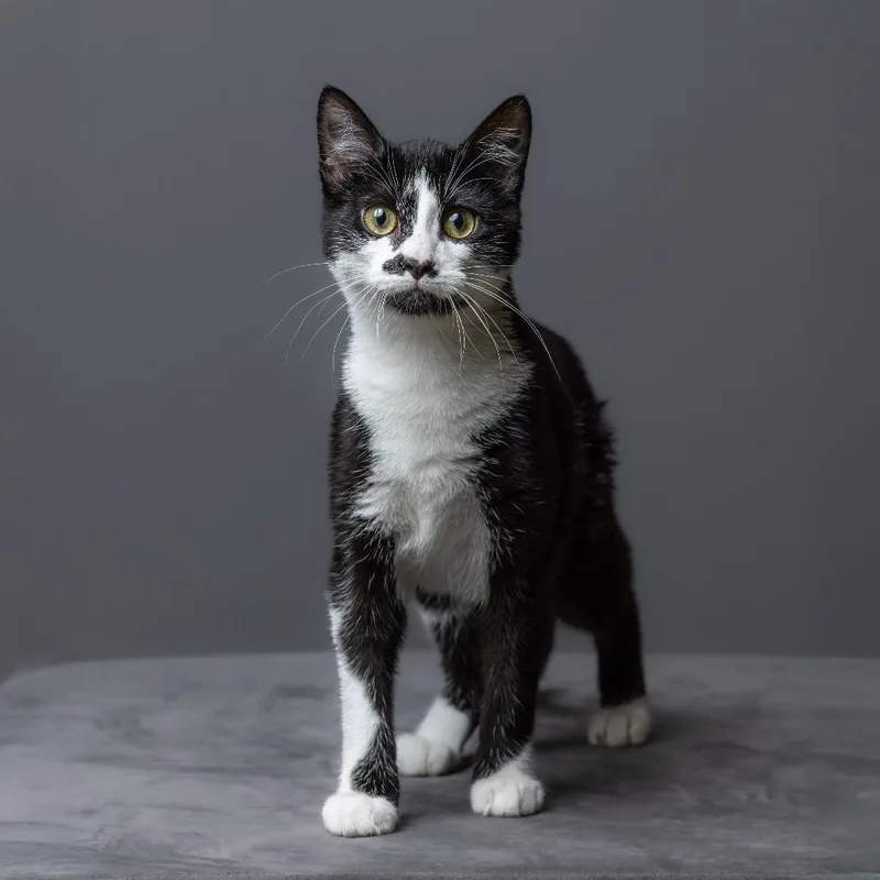 Charlotte thumbnail 2