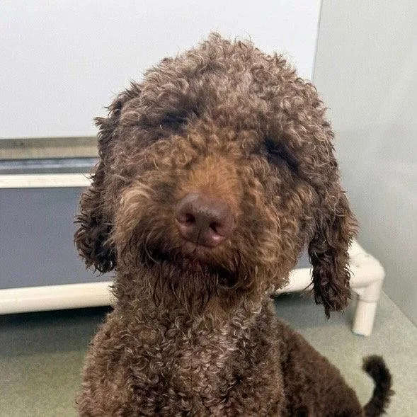An adult medium-sized female Poodle dog named Mocha for adoption in Bloomfield, CT