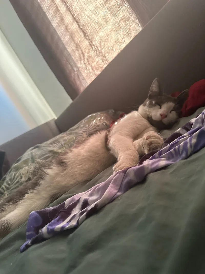 Mr. Lacy! thumbnail 2