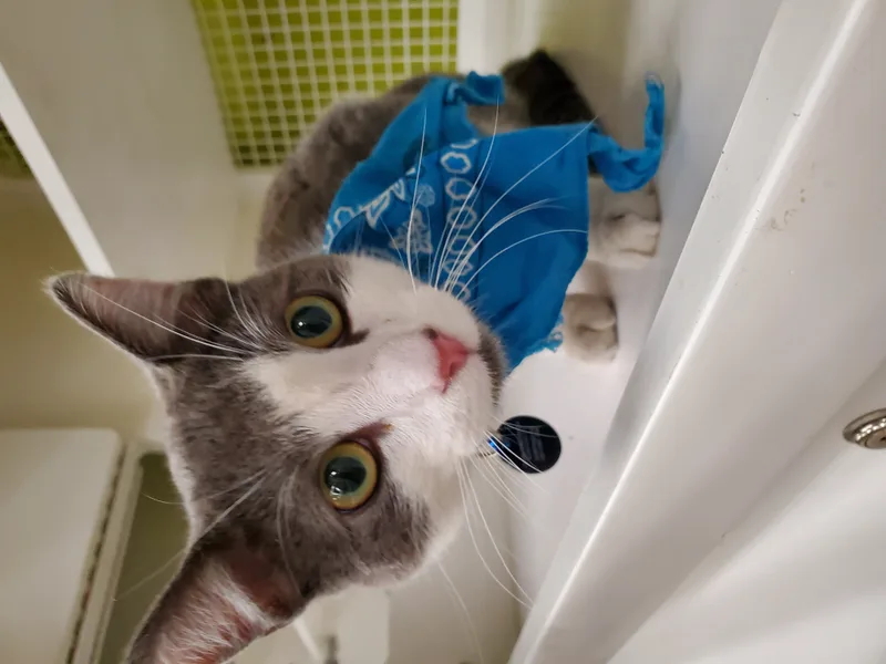 Mr. Lacy! thumbnail 3