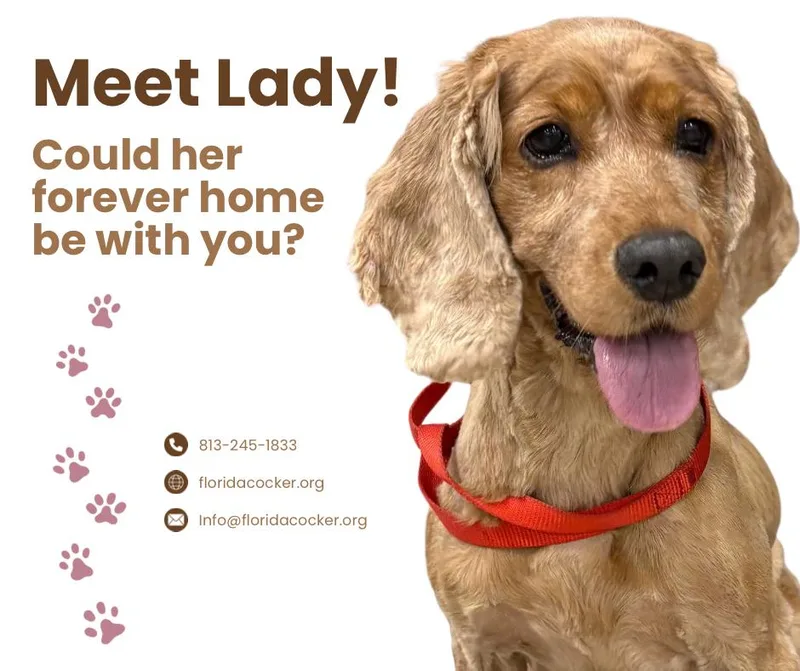 An adult small-sized female English Cocker Spaniel dog named Lady for adoption in Land O Lakes, FL