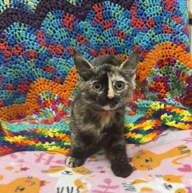 A baby small-sized female Tortoiseshell Domestic Short Hair cat named Annie for adoption in Tucson, AZ