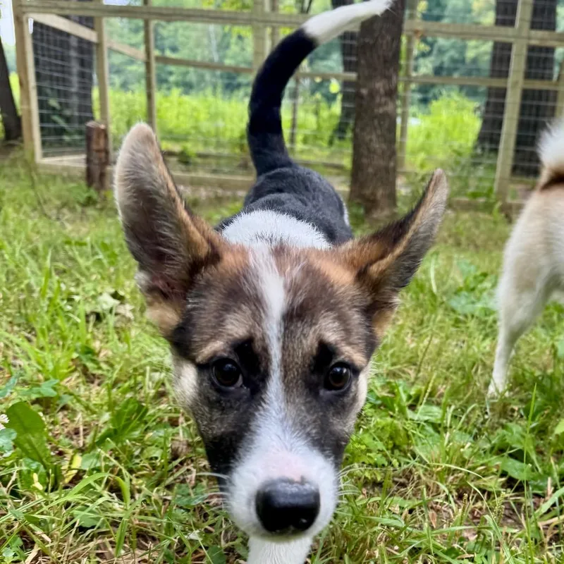A baby small-sized female White / Cream Mixed Breed dog named Ravioli for adoption in Buffalo, MN