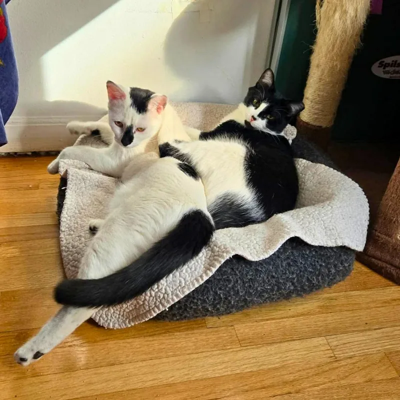 A young medium-sized female Domestic Short Hair cat named Daisy & Lily for adoption in Forest Hills, NY