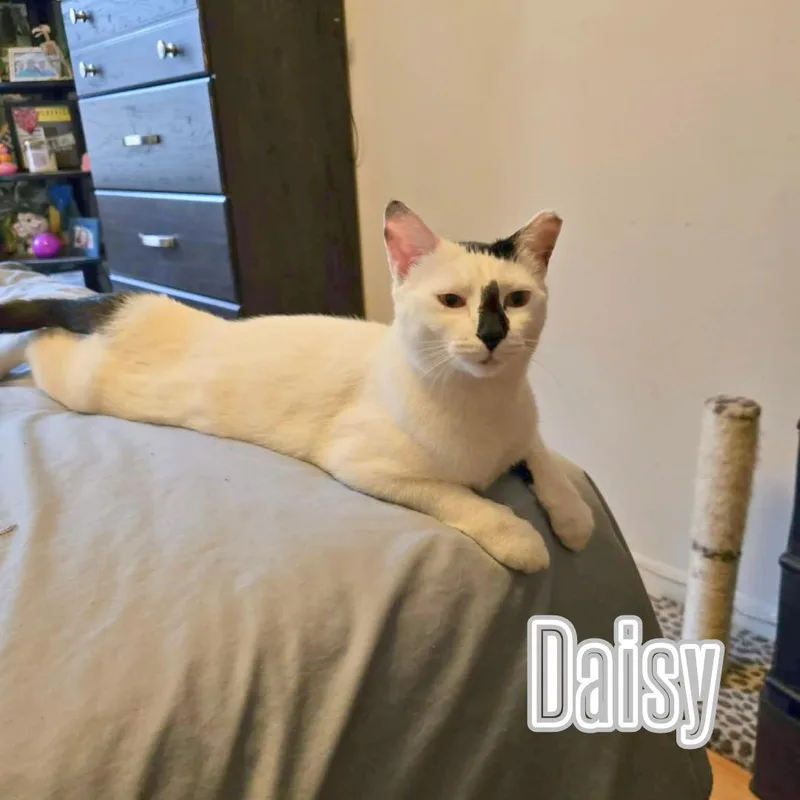 Daisy & Lily  thumbnail 3