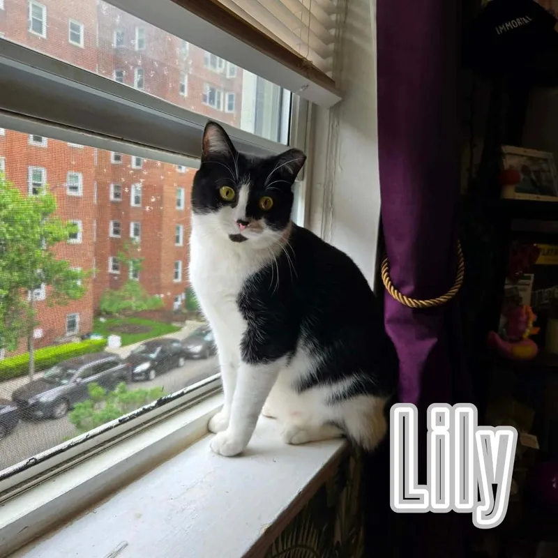 Daisy & Lily  thumbnail 6