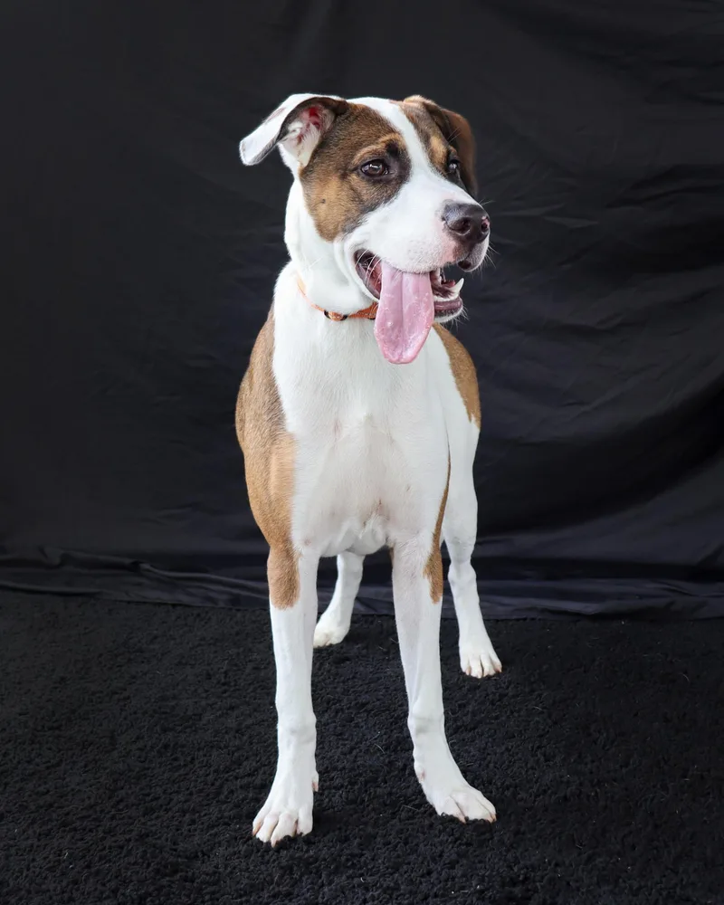 A baby medium-sized male Tricolor (Brown, Black, & White) Catahoula Leopard Dog dog named Bronco for adoption in Ocean Springs, MS