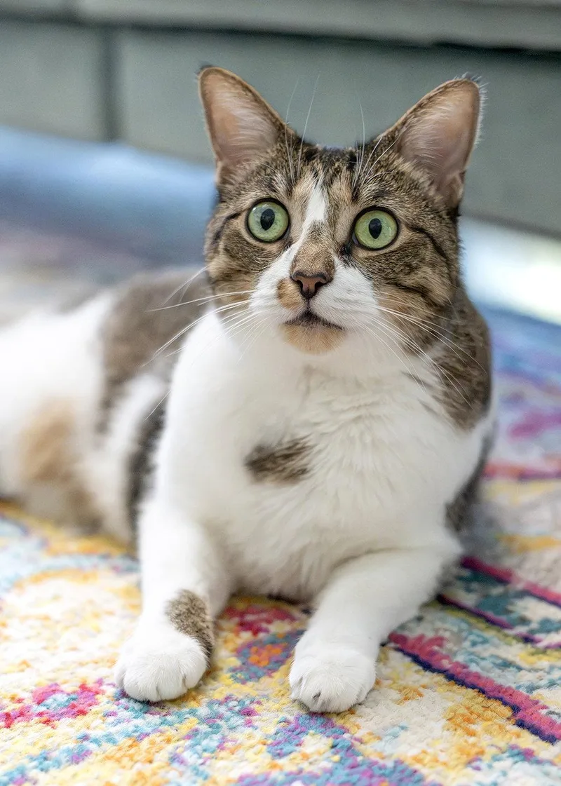 An adult medium-sized female Tabby cat named Mondavi for adoption in Buford, GA