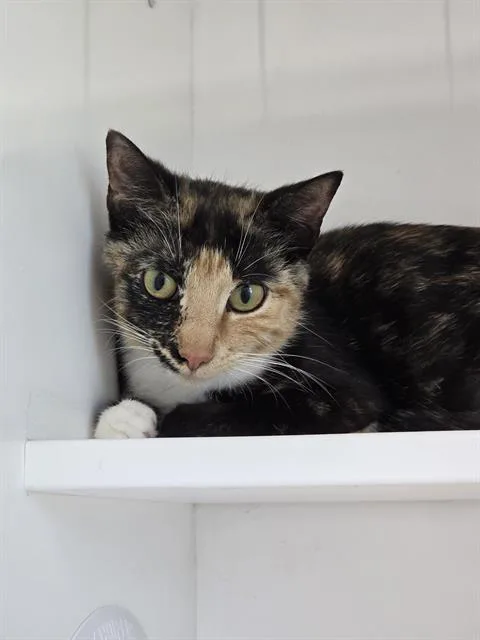 A young small-sized female Domestic Short Hair cat named Calliope for adoption in Indianapolis, IN