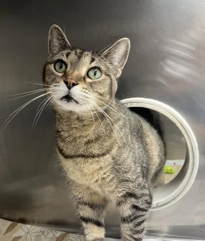An adult large-sized female Domestic Short Hair cat named Oprah for adoption in Largo, FL