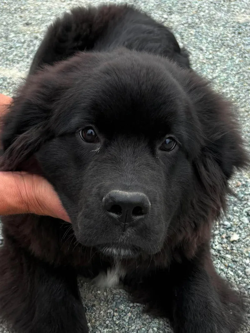 A baby medium-sized female Newfoundland Dog dog named Breezey for adoption in Havertown, PA