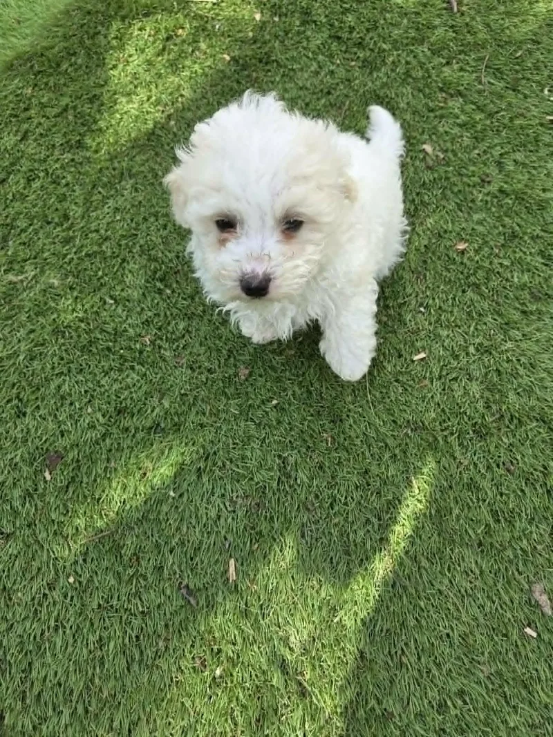 A baby small-sized male Miniature Poodle dog named Wesley for adoption in Havertown, PA