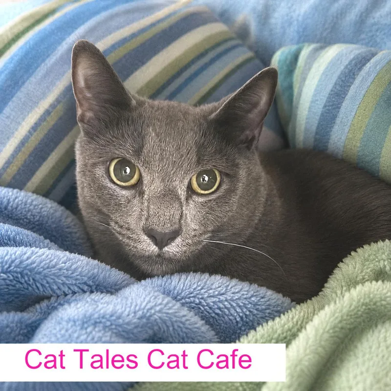 A young large-sized male Gray / Blue / Silver Domestic Short Hair cat named Gary for adoption in Chapel Hill, NC