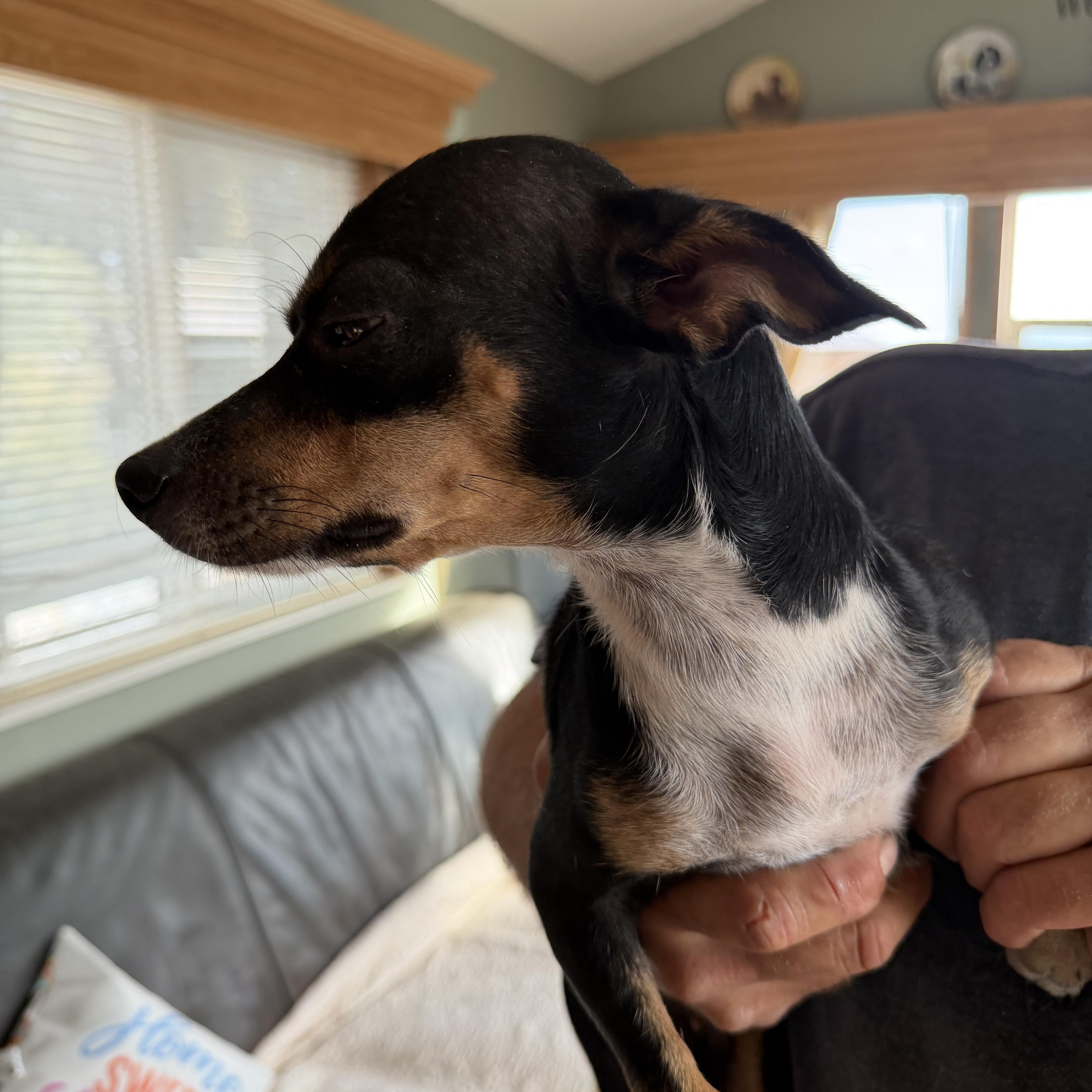 A young small-sized female Bicolor Chihuahua dog named Victoria for adoption in Deming, NM