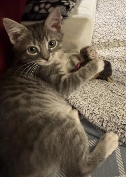 A young medium-sized male Domestic Short Hair cat named Samee for adoption in Port Republic, MD