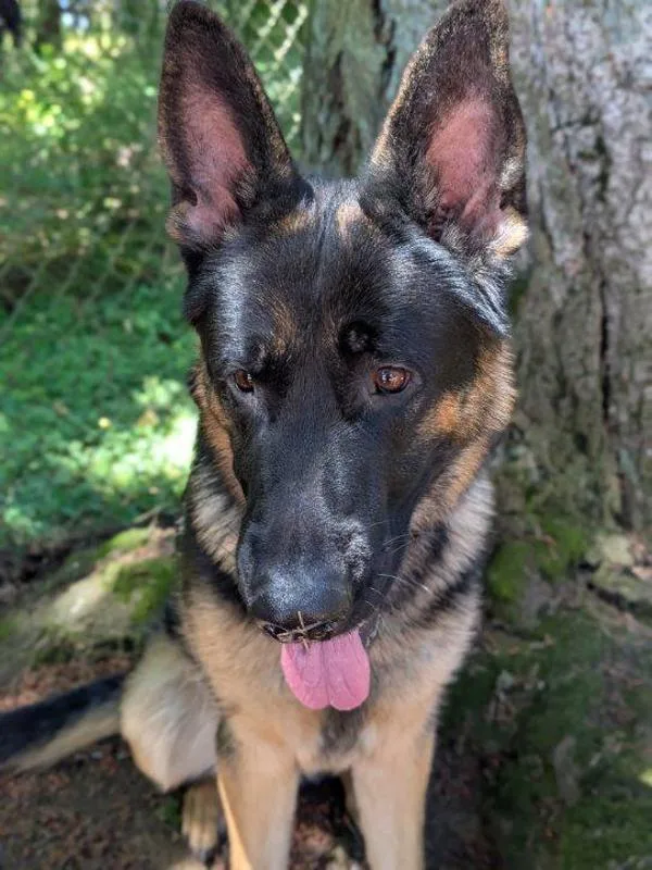 A young large-sized male German Shepherd Dog dog named Grizzly for adoption in Vancouver, WA