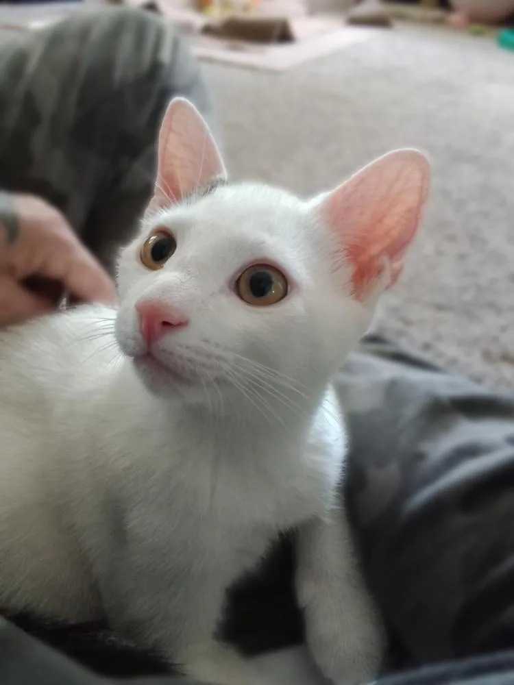 Spanky Avery thumbnail 2