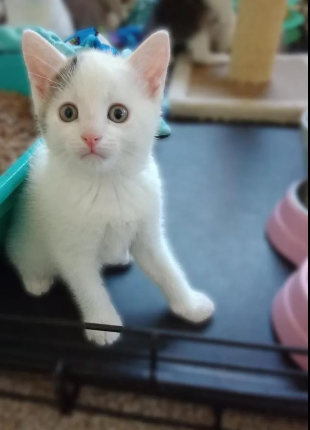 Spanky Avery thumbnail 3