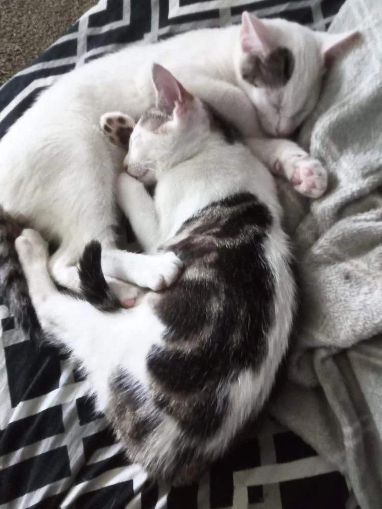 Spanky Avery thumbnail 4