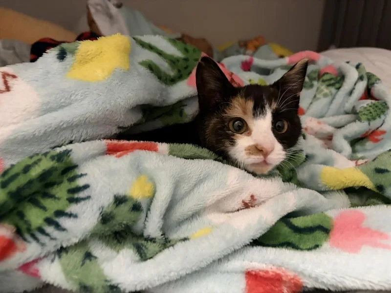 A baby small-sized female Calico cat named Marlowe for adoption in Greensboro, NC