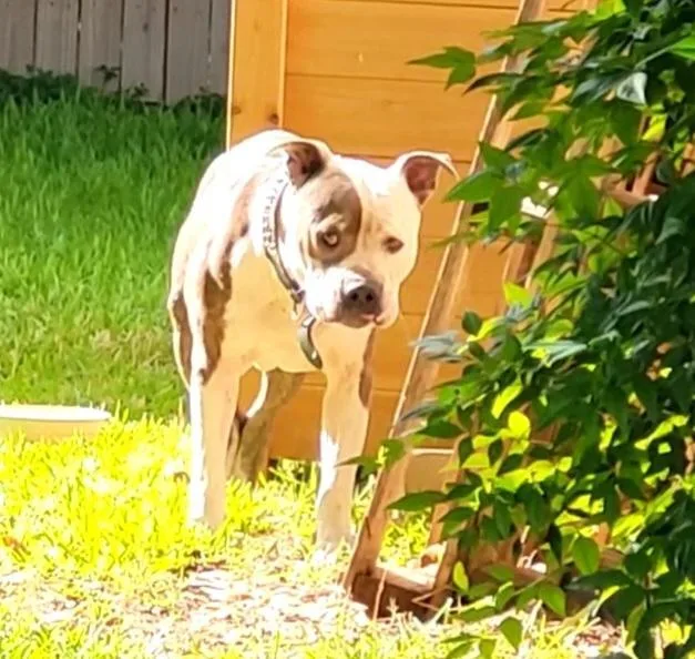 An adult large-sized male American Staffordshire Terrier dog named Spike for adoption in San Antonio, TX