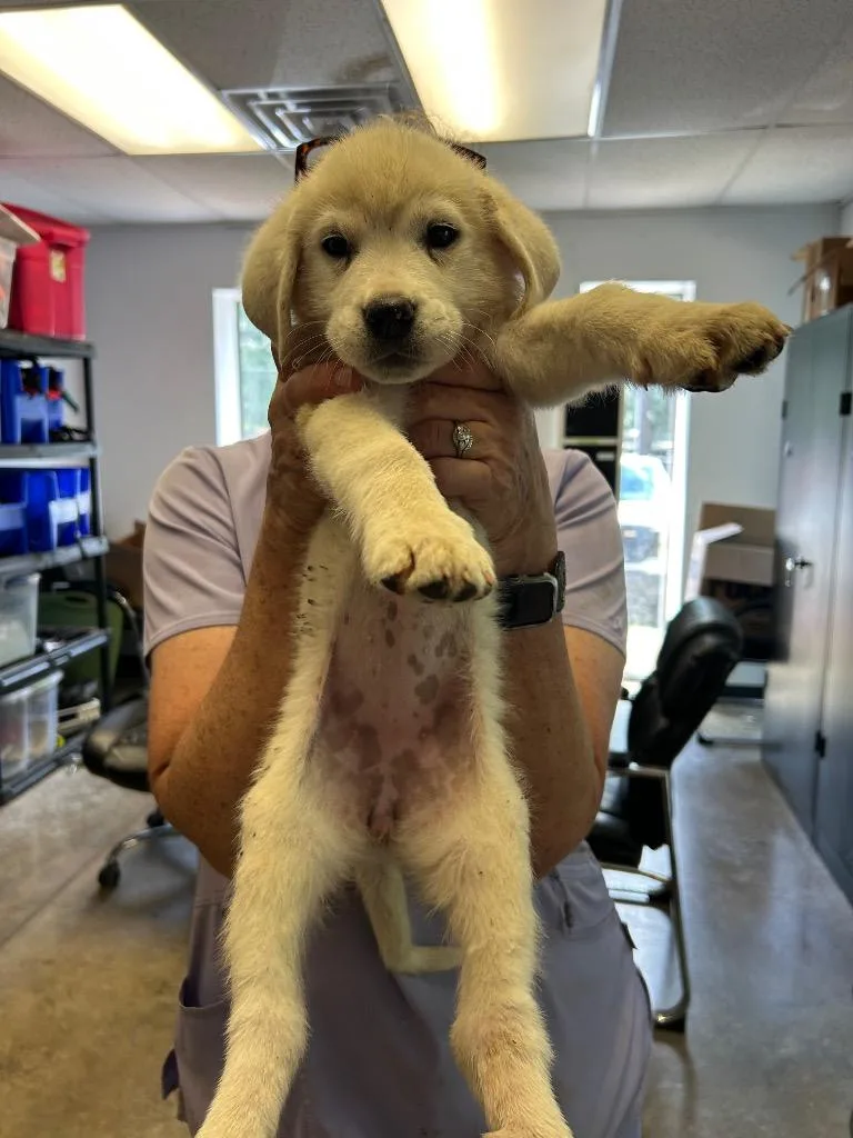A baby small-sized female Great Pyrenees dog named Judy for adoption in Lockhart, TX
