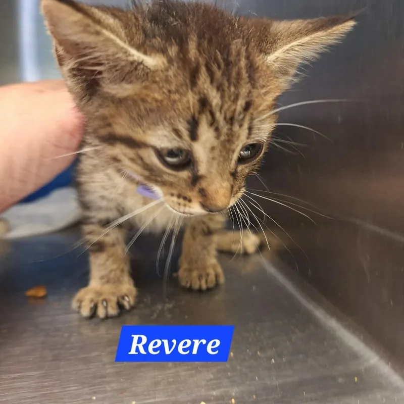 A baby small-sized male Gray / Blue / Silver Domestic Short Hair cat named Revere for adoption in Madill, OK