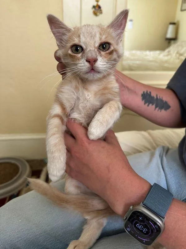A baby small-sized female Domestic Short Hair cat named Arabella for adoption in Vallejo, CA