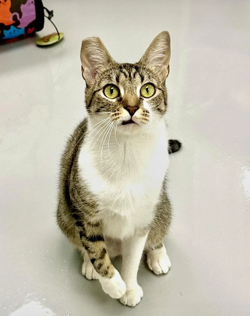 A young medium-sized female Domestic Short Hair cat named Gigi for adoption in West Hills, CA