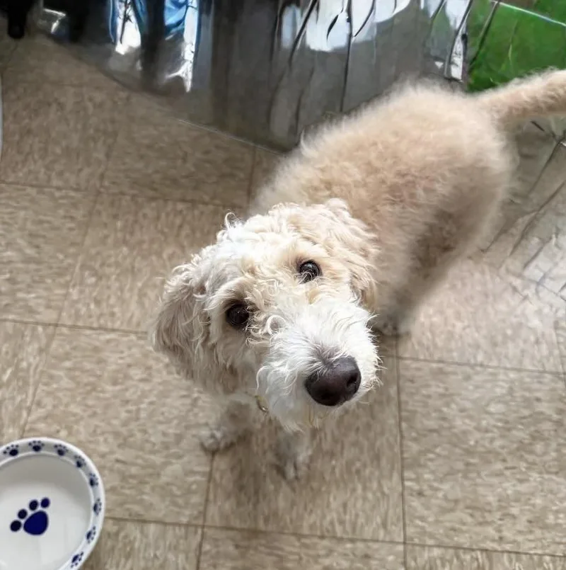 A young medium-sized male White / Cream Poodle dog named George for adoption in Ozone Park, NY
