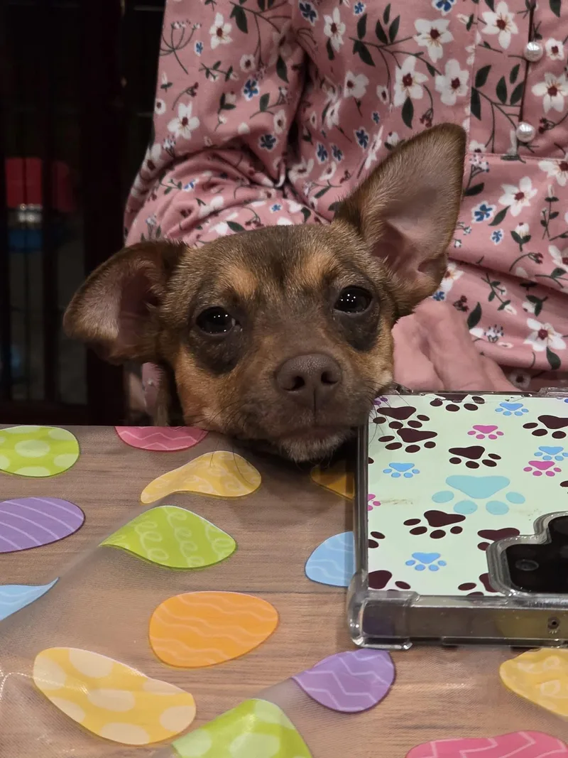 A baby small-sized female Chihuahua dog named Roxy for adoption in Gainesville, VA