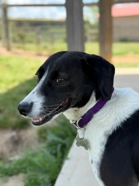 An adult medium-sized female White / Cream Border Collie dog named Luna for adoption in Augusta, WV