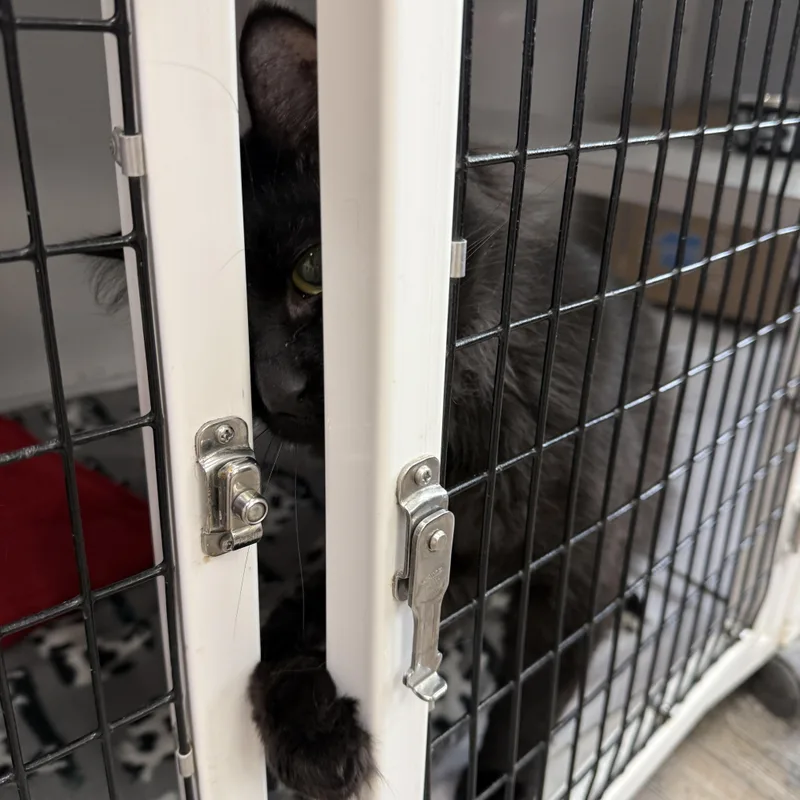 An adult large-sized male Black Domestic Medium Hair cat named Snapdragon for adoption in Oconto, WI