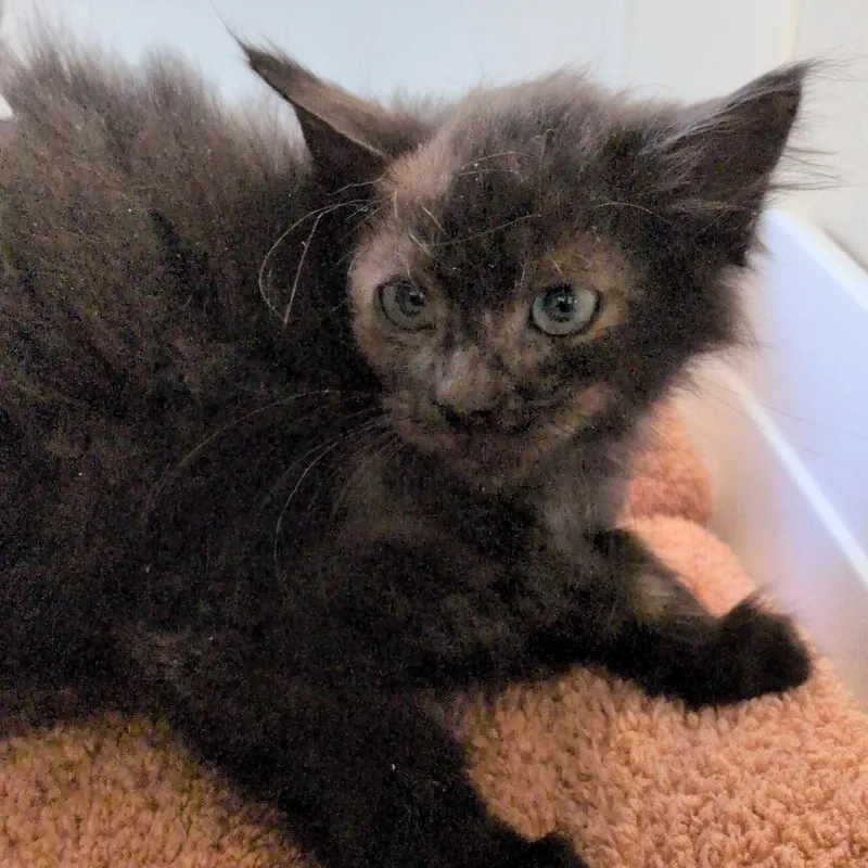 A baby small-sized male Black Domestic Medium Hair cat named Shark for adoption in Reno, NV