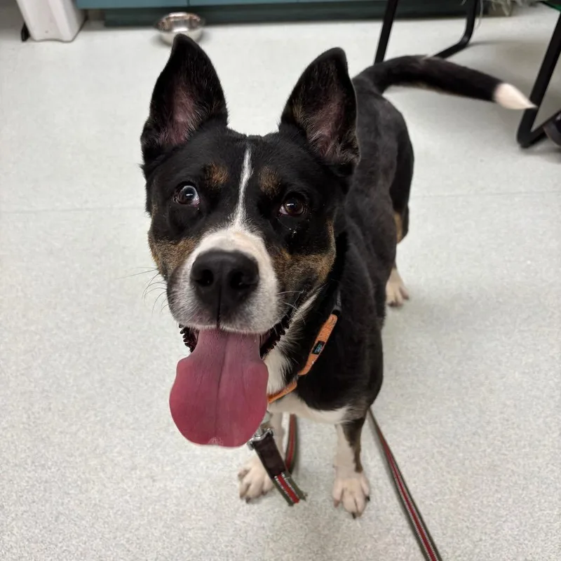 An adult small-sized female Black Pit Bull Terrier dog named Sky% Off! for adoption in Springfield, MA