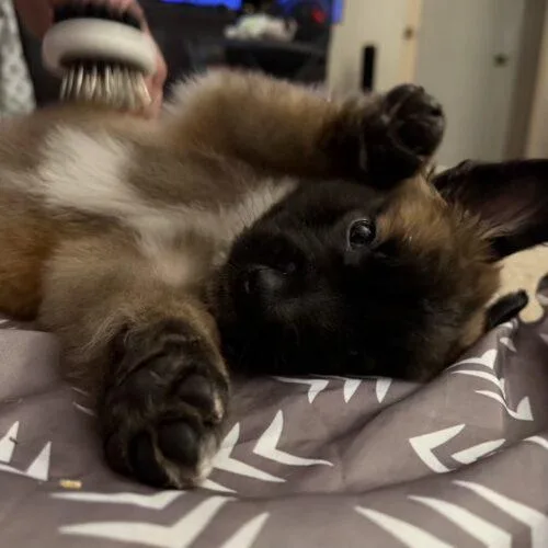 A baby small-sized male Brown / Chocolate Leonberger dog named Cypress for adoption in San Juan Capistrano, CA
