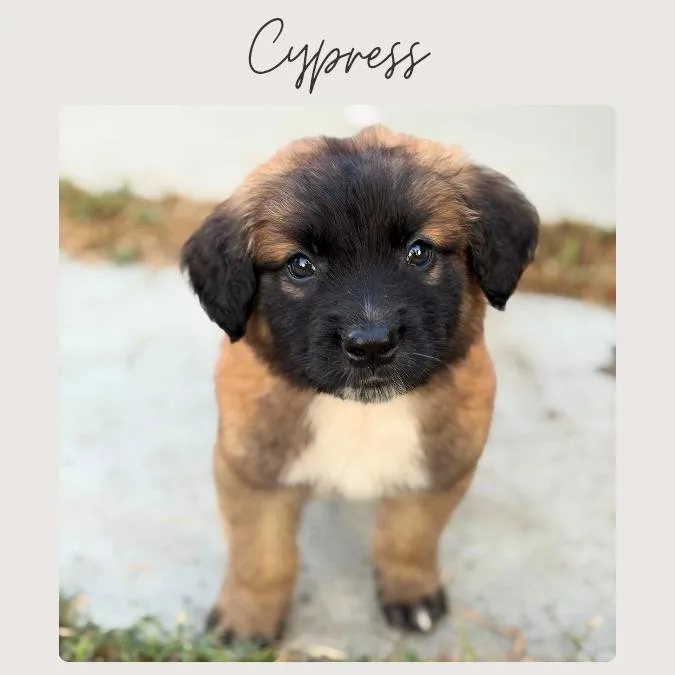 Cypress thumbnail 4