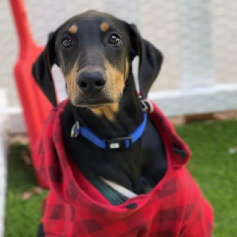 A young medium-sized male Doberman Pinscher dog named Bay A for adoption in Mission Hills, CA