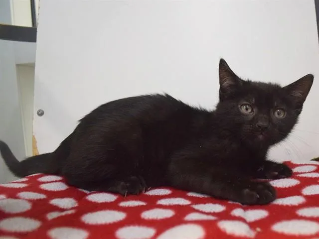 A baby small-sized male Domestic Short Hair cat named Edison for adoption in Sacramento, CA