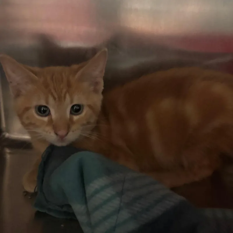A baby small-sized male Orange / Red Domestic Short Hair cat named Gunner for adoption in Lakeland, FL