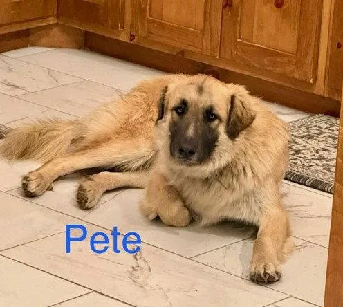 A young large-sized male Great Pyrenees dog named Pete for adoption in Wakefield, RI