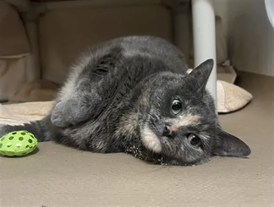 An adult medium-sized female Domestic Short Hair cat named Precious for adoption in Boston, MA