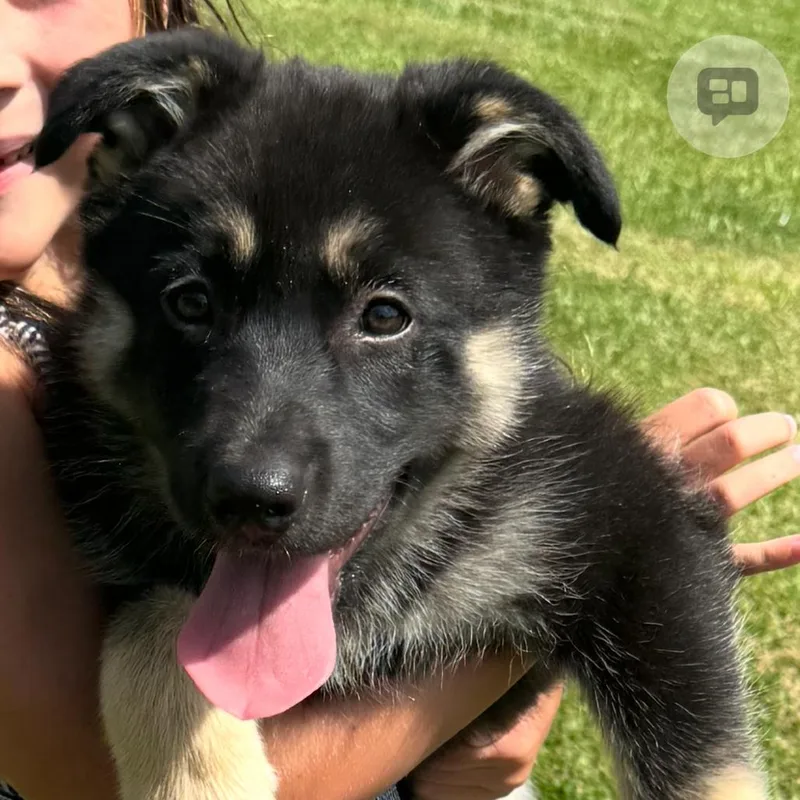 A baby large-sized female Black German Shepherd Dog dog named Cora for adoption in Griffin, GA