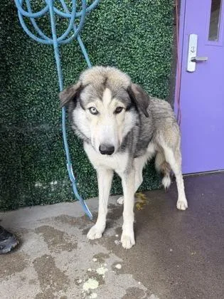 An adult large-sized male Siberian Husky dog named 61795520 for adoption in El Paso, TX