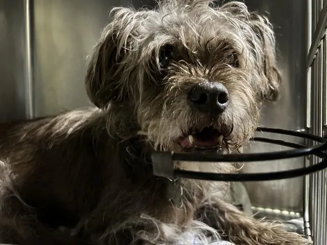 A senior medium-sized female Terrier dog named Coco for adoption in Bakersfield, CA