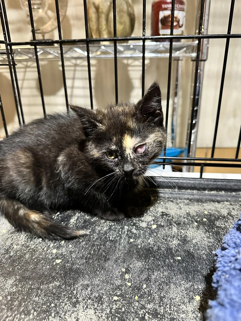 A baby small-sized female Domestic Medium Hair cat named Monica for adoption in Absecon, NJ