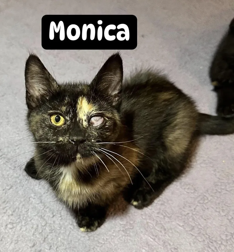 Monica thumbnail 3