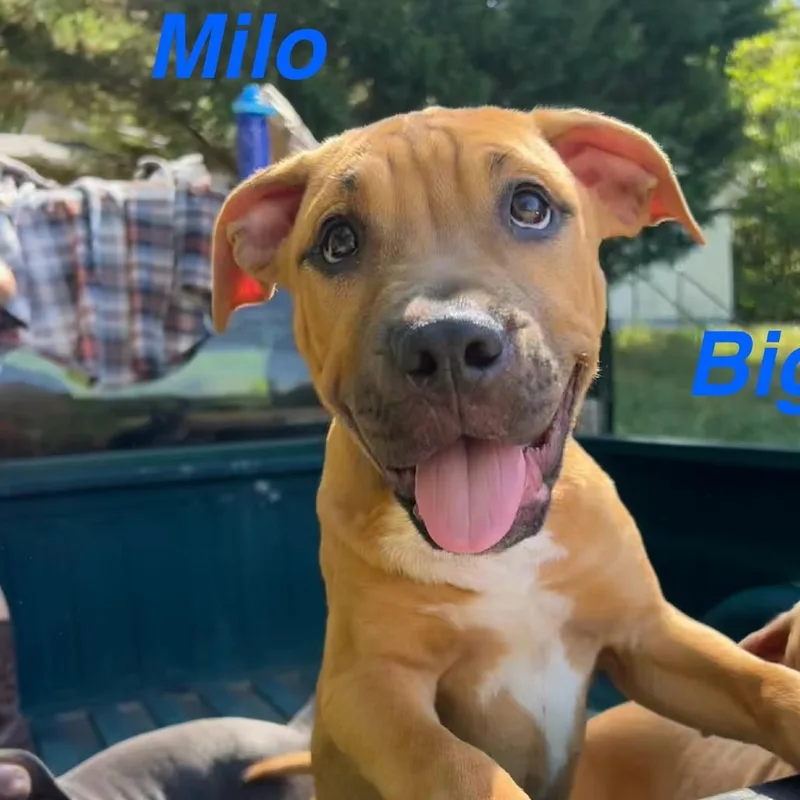 A baby small-sized male Pit Bull Terrier dog named Milo for adoption in Lynchburg, VA